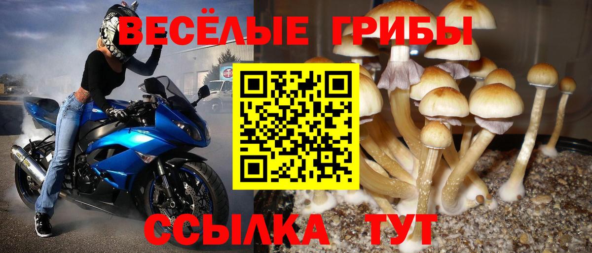 Псилоцибиновые грибы мицелий Ейск